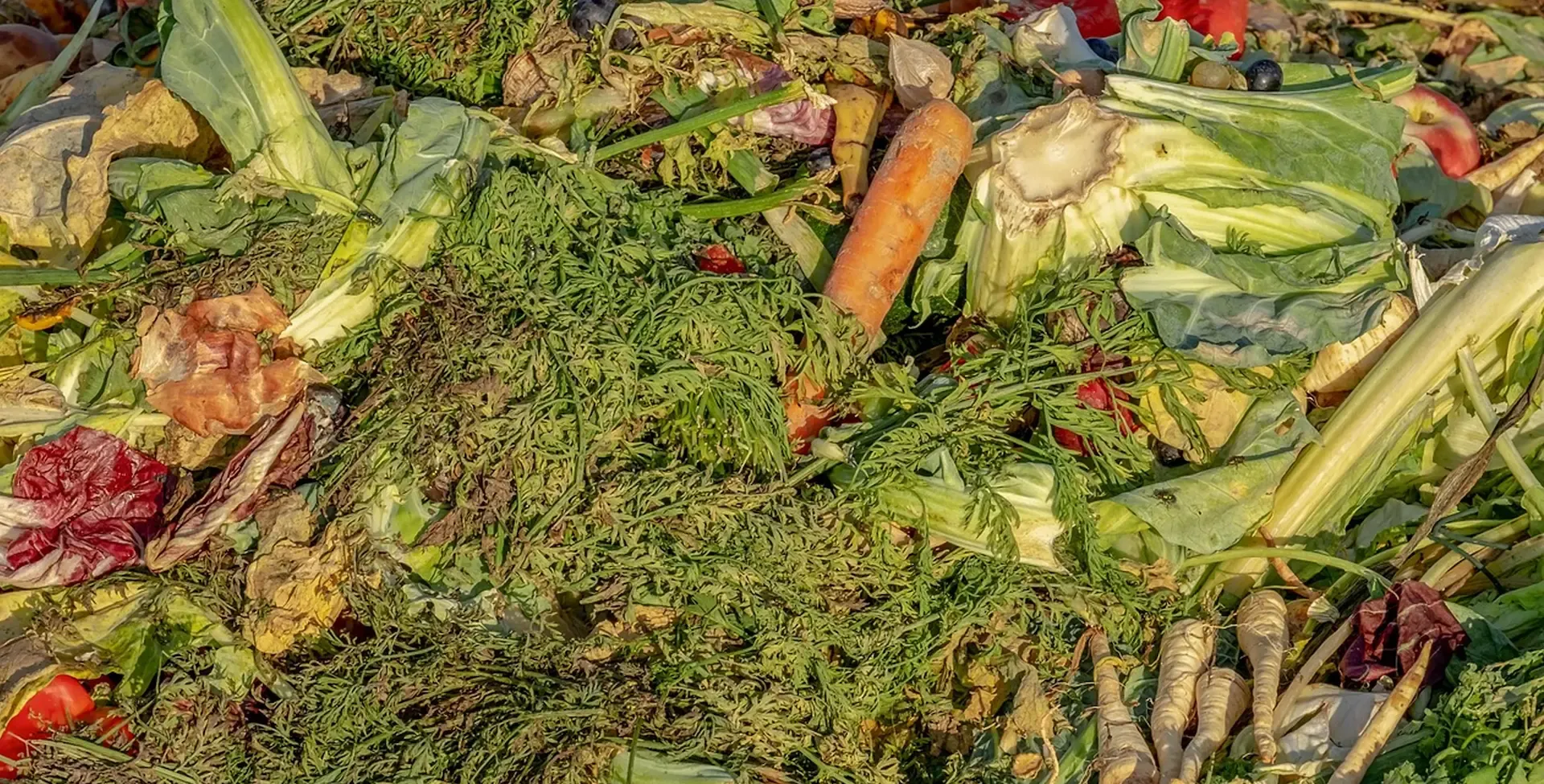 Vegetales desechados en un compost